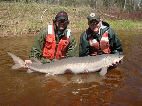 sturgeon fish|Lake Michigan Lake Sturgeon Rehabilitation .